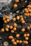 Trichia decipiens image