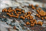 Trichia decipiens image