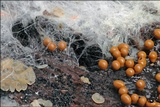 Trichia decipiens image