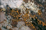 Trichia decipiens image