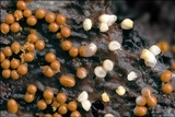 Trichia decipiens image