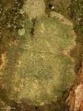 Pyrenula caryae image