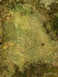 Pyrenula caryae image
