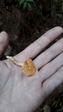 Hydnum zongolicense image