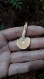 Hydnum zongolicense image