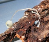 Mycena subcaerulea image
