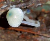 Mycena subcaerulea image