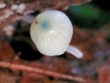 Mycena subcaerulea image