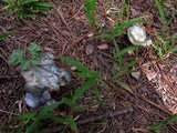 Lactarius paradoxus image