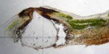 Pyrenula caryae image