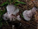 Lactarius paradoxus image