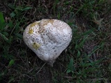 Calvatia cyathiformis image