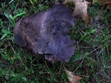 Calvatia cyathiformis image