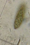 Pyrenula caryae image