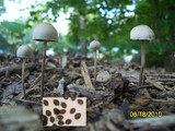 Panaeolus goossensiae image