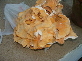 Laetiporus cincinnatus image