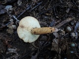 Lactarius volemus image