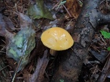 Suillus punctipes image