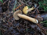 Suillus punctipes image