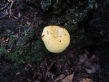 Russula claroflava image