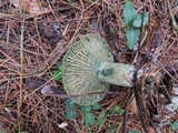Lactarius chelidonium image