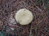 Lactarius chelidonium image