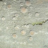 Lecanora subpallens image
