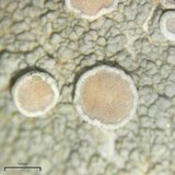 Lecanora subpallens image