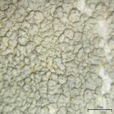 Lecanora subpallens image