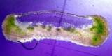 Lecanora subpallens image