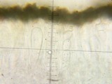 Lecanora subpallens image