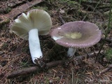 Russula occidentalis image
