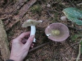 Russula occidentalis image