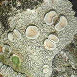 Ochrolechia africana image