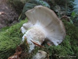 Jahnoporus hirtus image