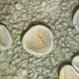 Ochrolechia africana image