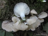 Pleurotus pulmonarius image