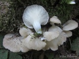 Pleurotus pulmonarius image