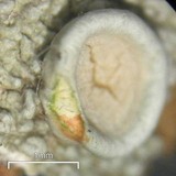 Ochrolechia africana image