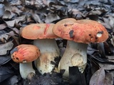 Gyroporus ballouii image