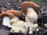 Gyroporus ballouii image