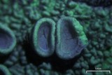 Ochrolechia africana image