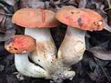 Tylopilus balloui image