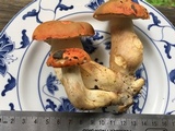 Gyroporus ballouii image