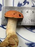 Tylopilus balloui image
