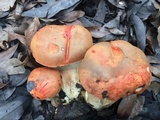 Gyroporus ballouii image