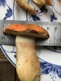 Tylopilus balloui image