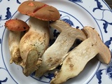 Gyroporus ballouii image