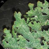 Parmelia squarrosa image