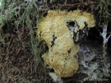 Fuligo septica image